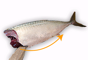 サバのおろし方6