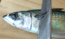 サバのおろし方2